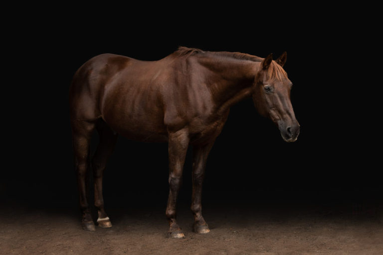 Luxury horse photo, full body photo of horse looking to the right on black background