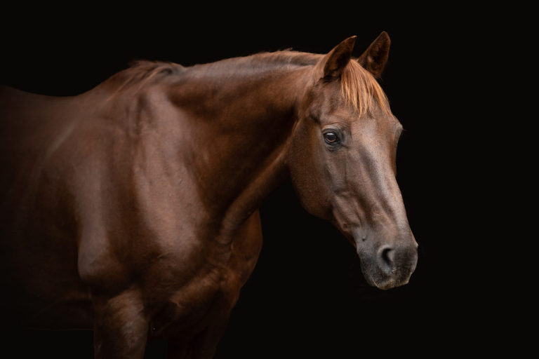 Luxury horse photo, headshot of brown horse looking to the right on black background