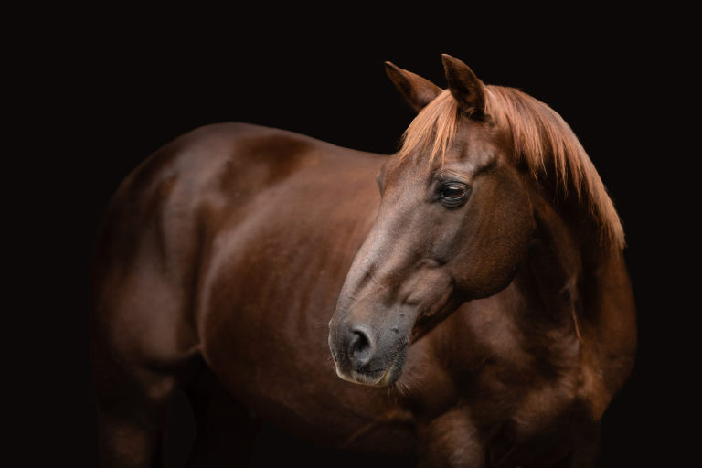 Luxury horse photo of brown horse looking to the left on black background