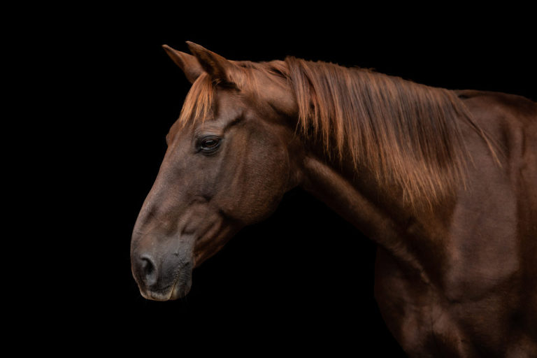 Luxury horse photos, headshot photo of brown horse on black background