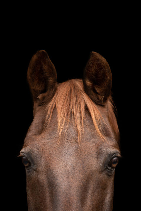 Luxury horse photo, close up photo of brown horse on black background, closeup of eyes and ears