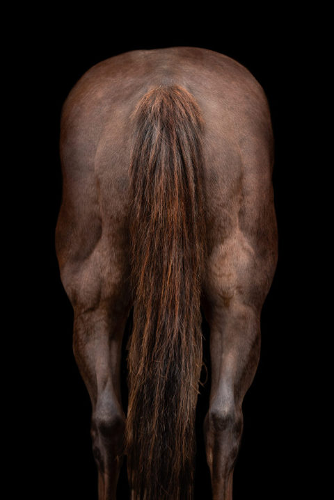 Luxury horse photo of bum of brown horse on black background