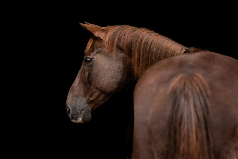 Luxury horse photo of brown horse on a black background with horse looking to the left
