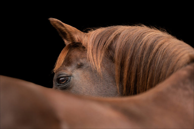 Luxury horse photo of brown horse on black background shot over the withers horse looking to the left