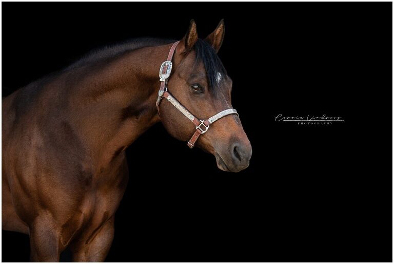 Bay Stallion on black background