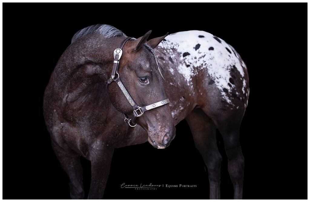 Black background equine portrait of Radar the Appaloosa horse in Williams Lake BC